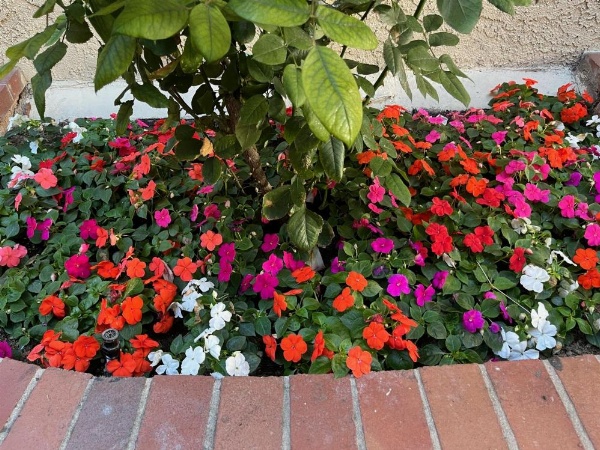 Laguna Inn and Suites image 12